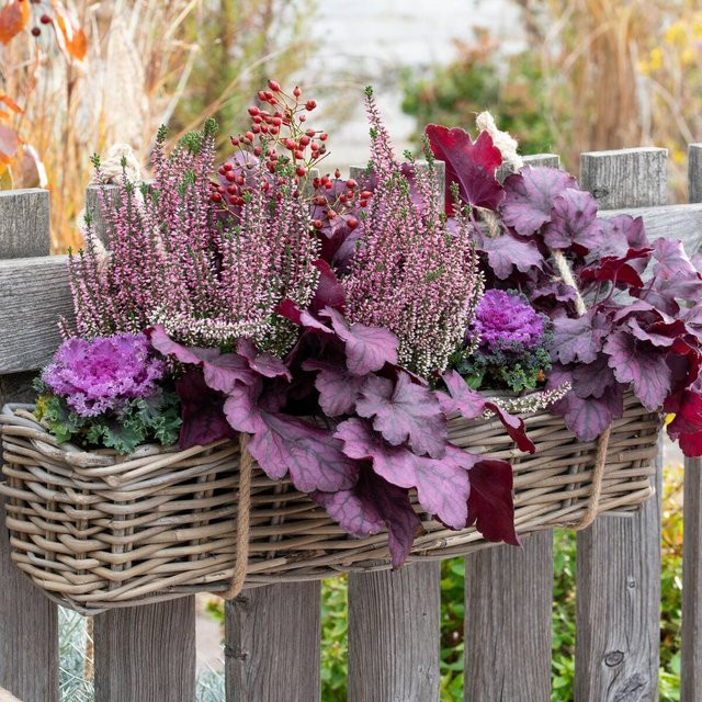6 Calluna Balkonblumen Heidetraum in Violett von Mein schöner Garten Shop - Bild 1