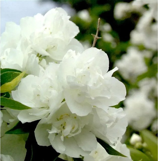 Gartenjasmin Snowgoose Philadelphus als weiße Zierpflanze für deine Blütenhecke, Höhe: 40-60 cm - Bild 1