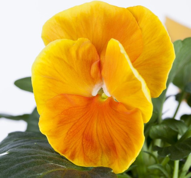 Stiefmütterchen Viola in Orange von Mein schöner Garten Shop - Bild 1