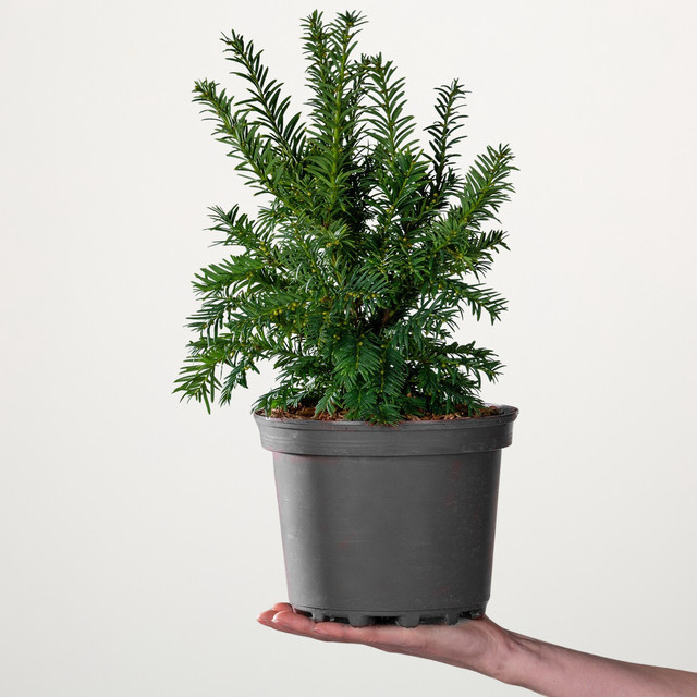 Eibe Semperaurea Taxus Konifere von BLUME2000 - Bild 1
