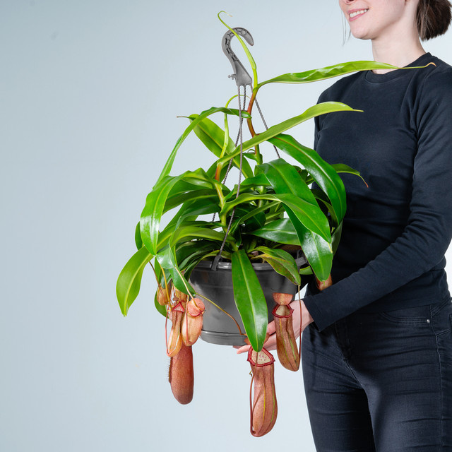 Nepenthes alata Kannenpflanze als grüne Ampel von BLUME2000 - Bild 1