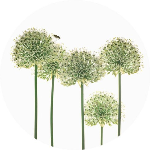 K&L Wall Art Runde Vliestapete Kadam Botanische Zierlauch, mehrfarbig, matt, B: 236 cm, H: 236 cm - Bild 1
