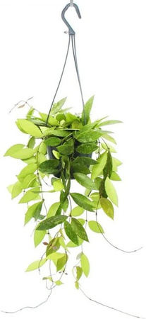 Exotenherz Hoya Gracilis Zimmerpflanze als Ampelpflanze in Grün und Weiß