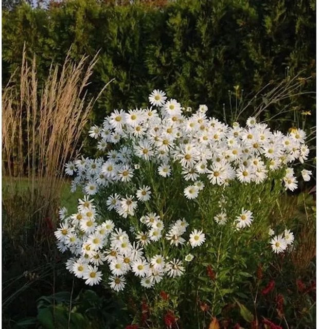 Oktober Margerite Herbststern Leucanthemella serotina weiße Staude für den Garten - Bild 1