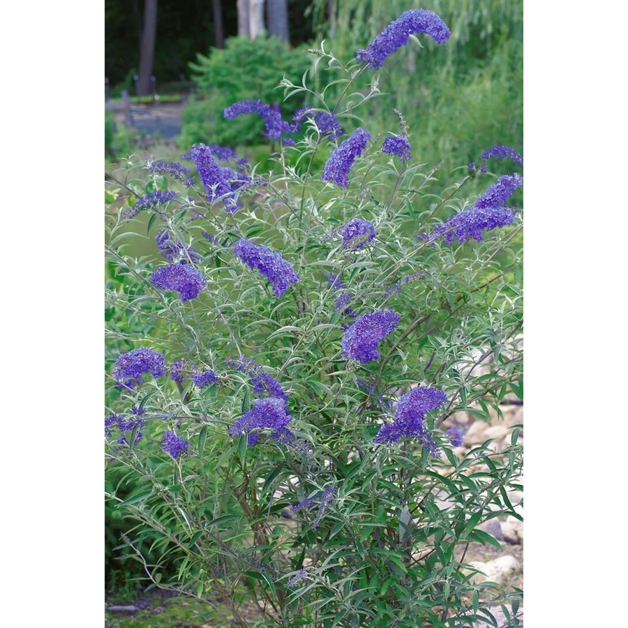Buddleja Davidii Schmetterlingsstrauch von Pflanzen für dich, Höhe: 40-60 cm - Bild 2