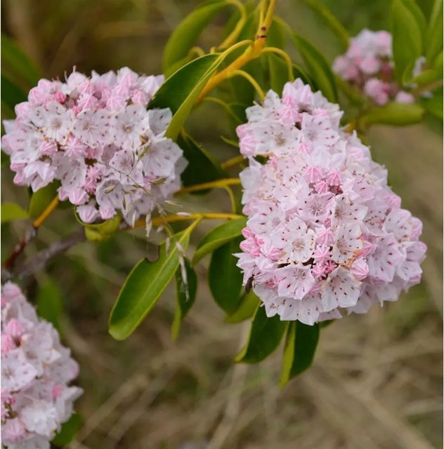 Kalmia latifolia Berglorbeer als Zierstrauch von Nr-01.de in Weiß oder Rosa, Höhe: 40-60 cm - Bild 1