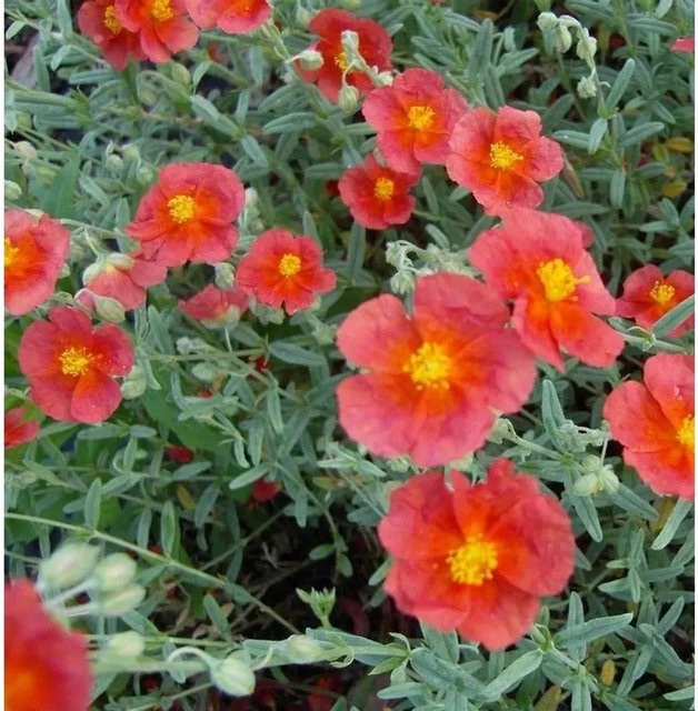 Sonnenröschen Helianthemum cultivum Hartswood Ruby rote Blüte als Bodendecker - Bild 1
