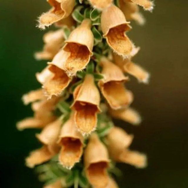 Gelber Herold Fingerhut Digitalis ferruginea gelbe Staude für den Garten - Bild 1