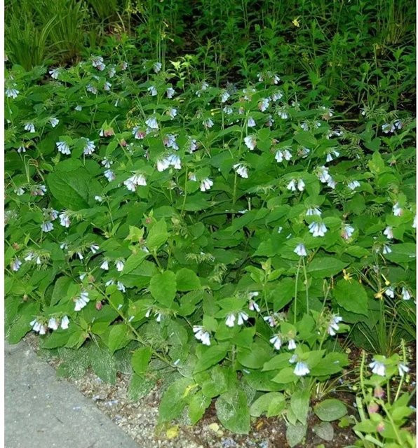 Symphytum grandiflorum Kaukasus Beinwell Blaue Glocke von Nr-01.de als mehrjährige Gartenpflanze in Blau - Bild 1