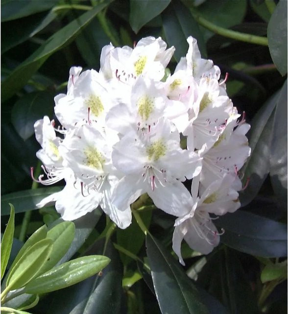 INKARHO Rhododendron Catawbiense Alba Alpenrose, weiß, 25-30 cm - Bild 1