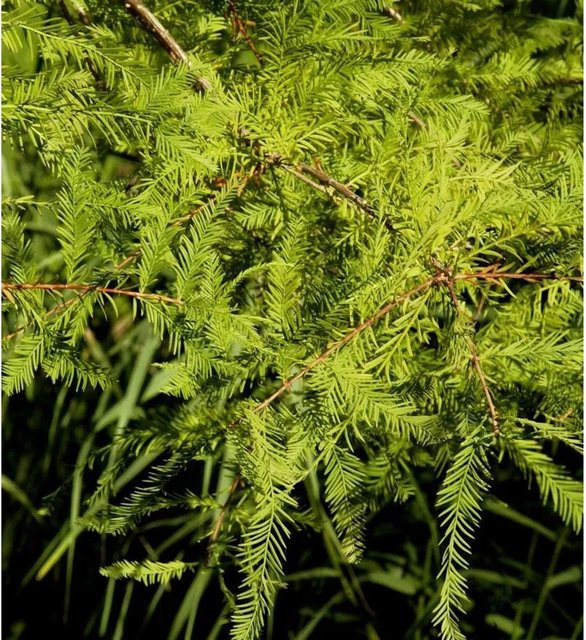 Hochstamm Zwerg Sumpfzypresse Secrest Taxodium distichum in Grün, Höhe: 40-60 cm - Bild 1
