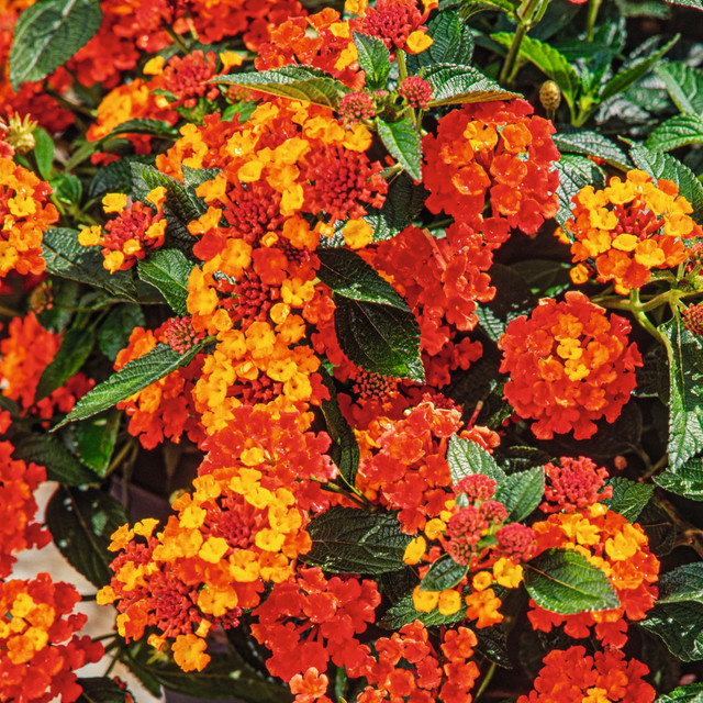 3er Set Rotes Wandelröschen Lantana camara von BLUME2000, pflegeleichte mehrjährige Outdoor-Pflanze für Beet oder Topf - Bild 1