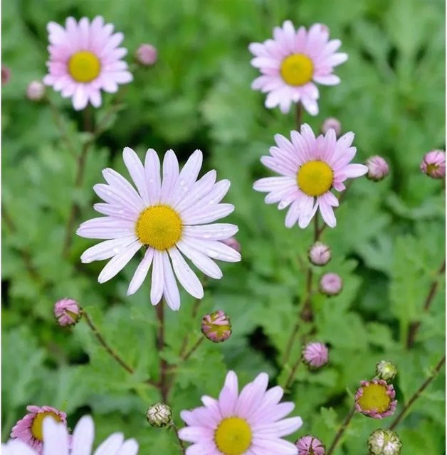 Grönland Margerite Stella Arctanthemum arcticum - Weiße Staude mit gelber Mitte - Bild 1