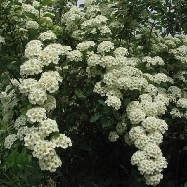 Arborix Prachtspiere Spiraea x vanhouttei im Container mit dunkelgrünem Laub - Bild 1