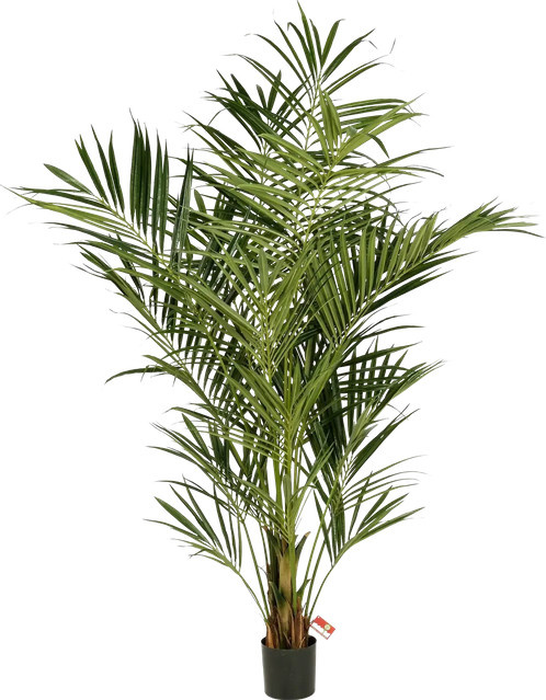 Künstliche Kentia Palme Cecilia von Aplanta, Höhe: 225 cm - Bild 1