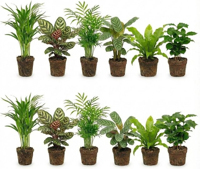 Vdvelde Urban Jungle Set aus 12 luftreinigenden Zimmerpflanzen für wenig Licht in Grün - Bild 1