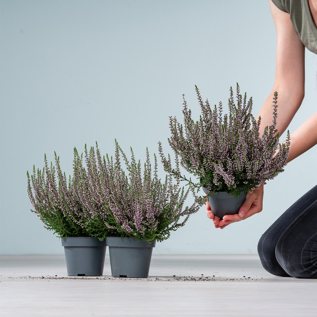 Garden Girls® Besenheide Herbstlavendel Calluna vulgaris, 3 Stück - Bild 1
