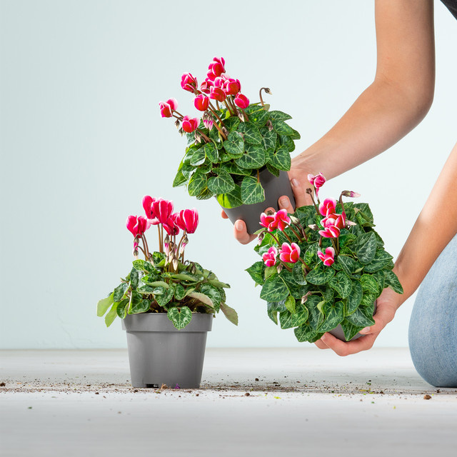 3er Set Cyclamen parsicum Alpenveilchen von BLUME2000 in Rot-Weiß als Zimmerpflanze oder für den Outdoorbereich - Bild 1