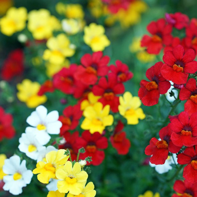 Nemesia Trio Pflanzenset bunt für Balkon und Garten - Bild 1
