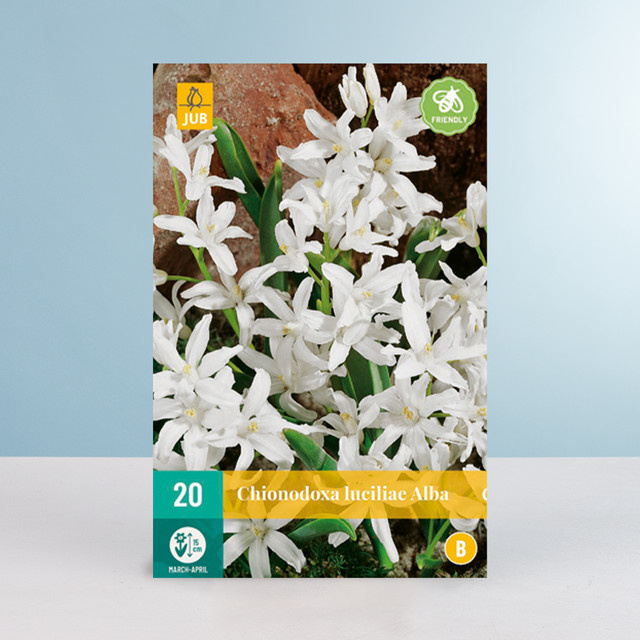 Schneeglanz Alba Blumenzwiebeln von BLUME2000, 20 Stück - Bild 1