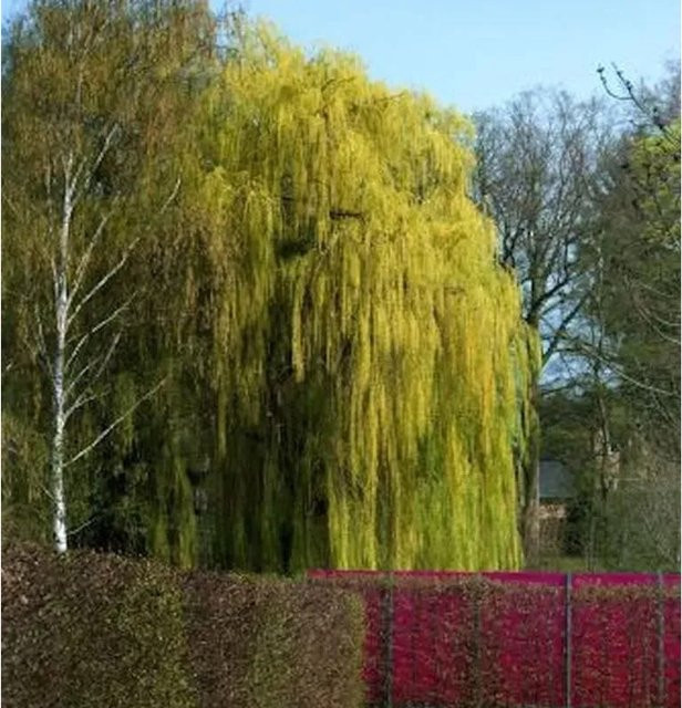 Salix alba Trauerweide in Grün, Höhe: 80-100 cm von Nr-01.de - Bild 1