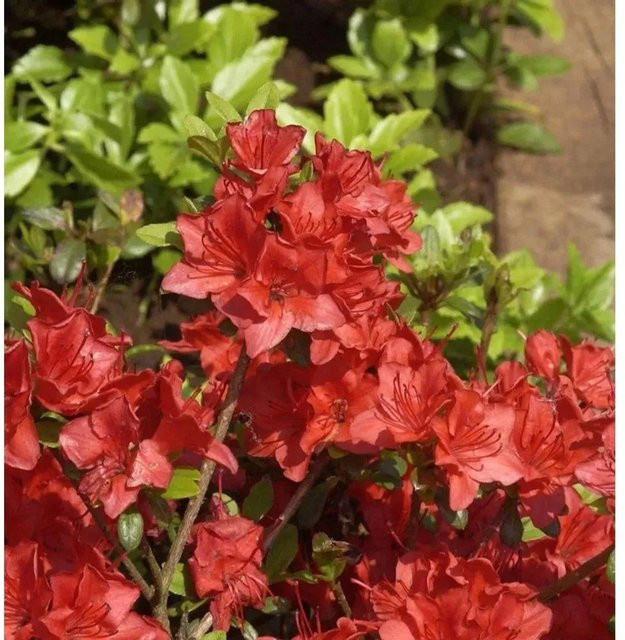 Japanische Azalee Fridoline Rhododendron obtusum Zwerg Alpenrose von Nr-01.de, Topfpflanze, Höhe: 20-25 cm - Bild 1