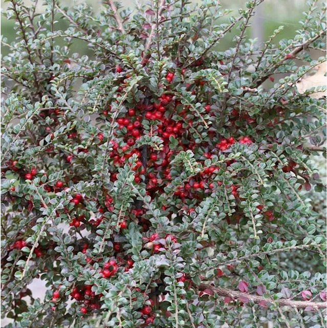 Cotoneaster horizontalis Fächer Felsenmispel Strauch zur Begrünung von Böschungen und Mauern, Höhe: 100-125 cm - Bild 1