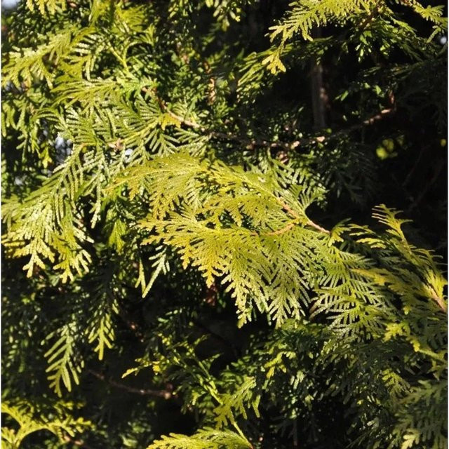 Thuja occidentalis Brabant Lebensbaum als grüne Heckenpflanze für den Außenbereich, Höhe: 80-100 cm - Bild 1