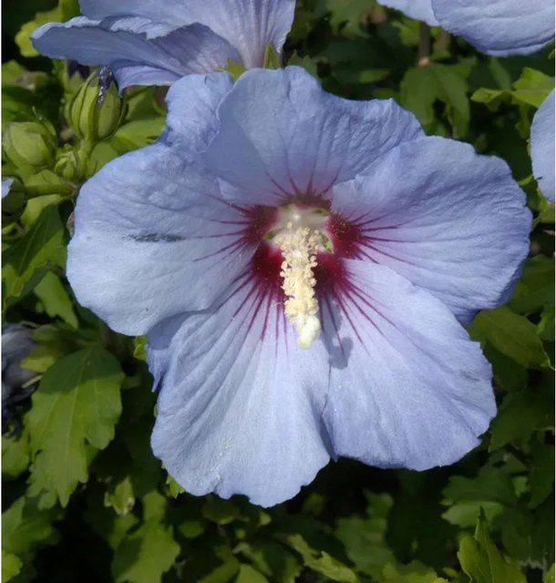 Nr-01.de Hochstamm Garteneibisch Oiseau Bleu Hibiscus syriacus in Blau - Bild 1
