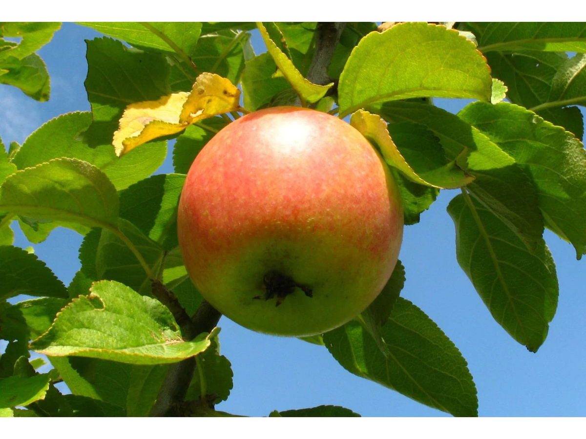 Zwergapfelbaum Cox Orange mit süß-aromatischen Früchten, Wuchshöhe: 1,8 - 2 Meter - Bild 2