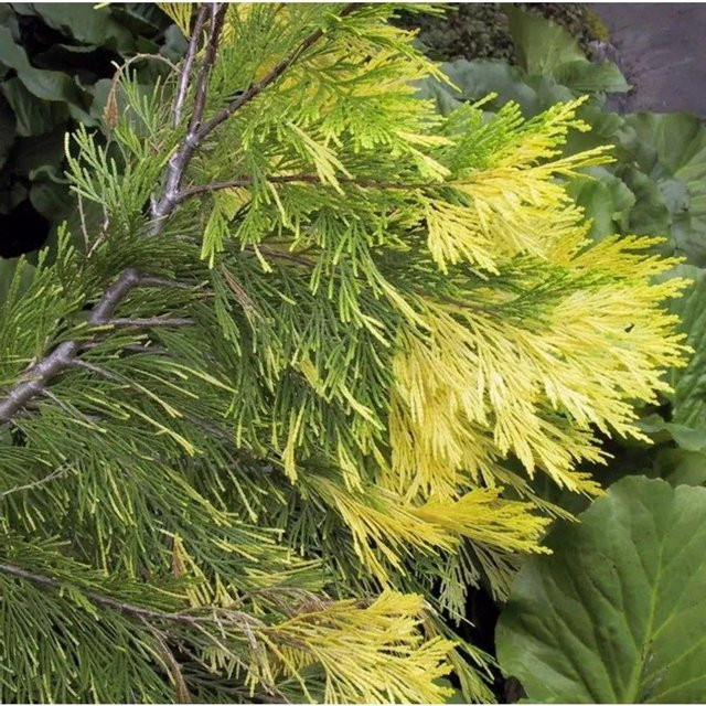 Gelbe Weihrauchzeder Aureovariegata Calocedrus decurrens Zierstrauch, Höhe: 50-60 cm - Bild 1