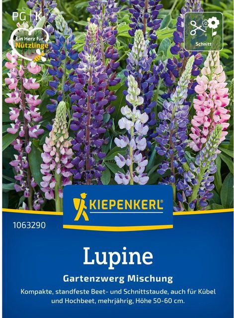 Kiepenkerl Lupine Lupinus polyphyllus Mehrfarbig Blumensamen für den Ziergarten - Bild 1