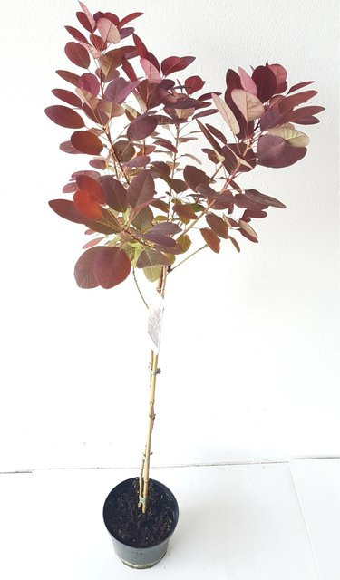 Pflanzen-Boering Cotinus Royal Purple Perückenstrauch-Stämmchen in Purple, Höhe: 80 cm - Bild 1