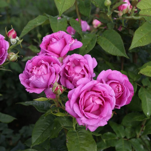Parfuma Edelrose Carmen Würth violett - Bild 1
