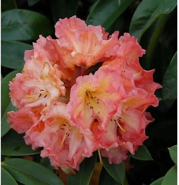 Großblumiger Rhododendron Sun Fire Alpenrose in Pink, Höhe: 50-60 cm - Bild 1
