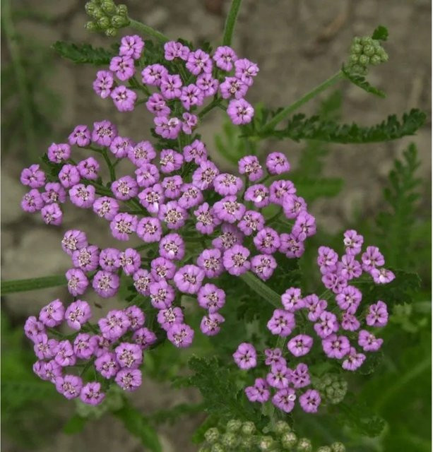 Schafgarbe Lilac Beauty Achillea millefolium lila Gartenpflanze von Nr-01.de - Bild 1