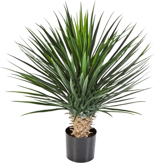 Künstliche Yucca Rostrata Palme von Aplanta, Höhe: 80 cm - Bild 1