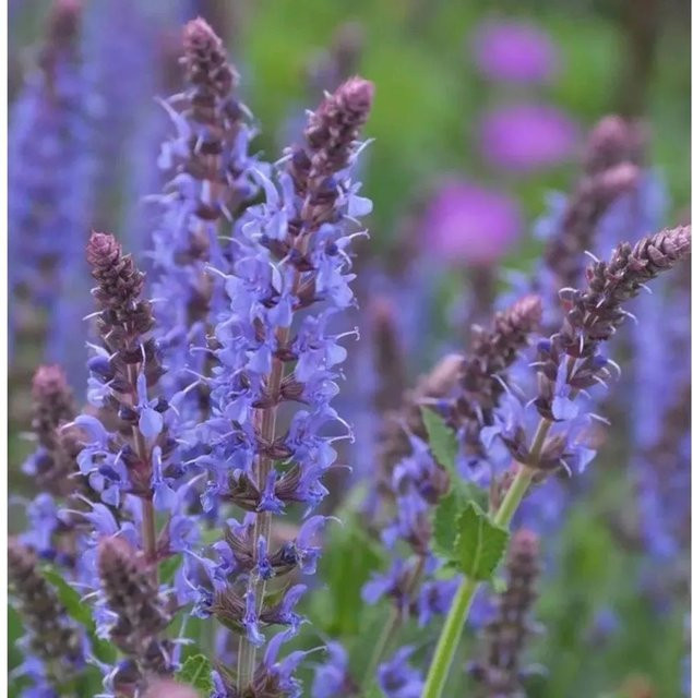 Salvia nemorosa Salbei Blauhügel blaue mehrjährige Staude für Staudenbeete und Steingärten - Bild 1
