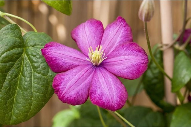 Clematis Hybride Ville De Lyon Waldrebe in Karminrot, Höhe: 80–100 cm - Bild 1