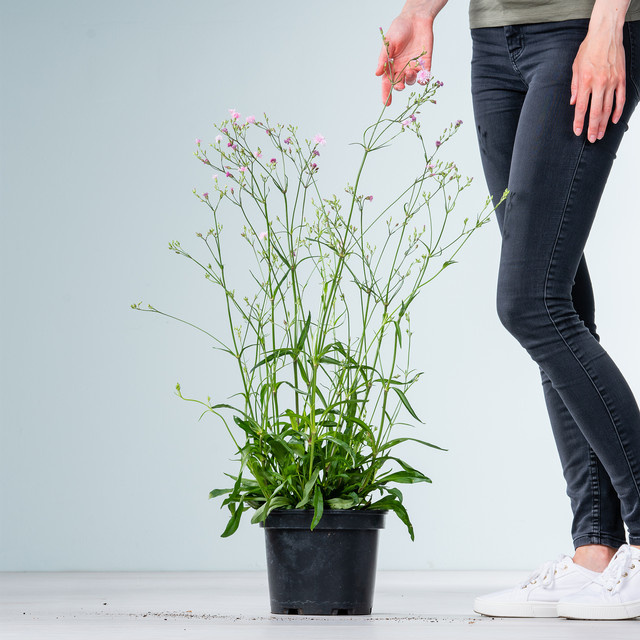 Lichtnelke Filippa Lychnis von BLUME2000 als mehrjährige Staude für dein Staudenbeet - Bild 1