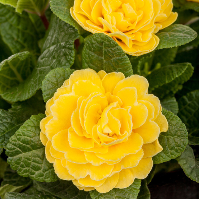 Gefülltblühende Kissenprimel in Gelb von Mein schöner Garten Shop - Bild 1