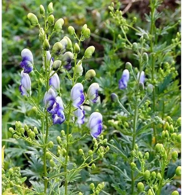 Eisenhut Bicolor Aconitum napellus Zierpflanze in den Farben Weiß, Blau und Violett von Nr-01.de - Bild 1