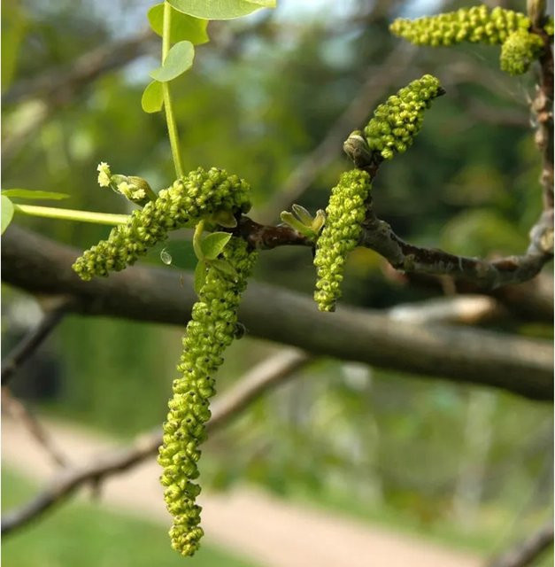 Walnuss Klon 1247 Juglans regia Obstbaum von Nr-01.de, Höhe: 100-125 cm - Bild 1