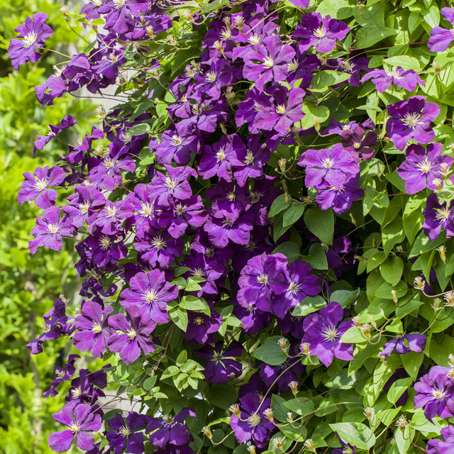 Clematis Elsa Späth Kletterpflanze von BLUME2000 mit Blütezeit von Juni bis August - Bild 1