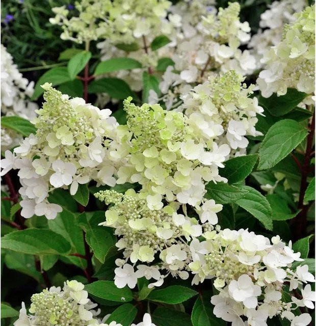 Rispenhortensie Sugar Rush Hydrangea paniculata weiß von Nr-01.de - Bild 1