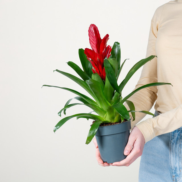 Vriesea Intenso Red Zimmerpflanze von BLUME2000 in Rot und Grün - Bild 1