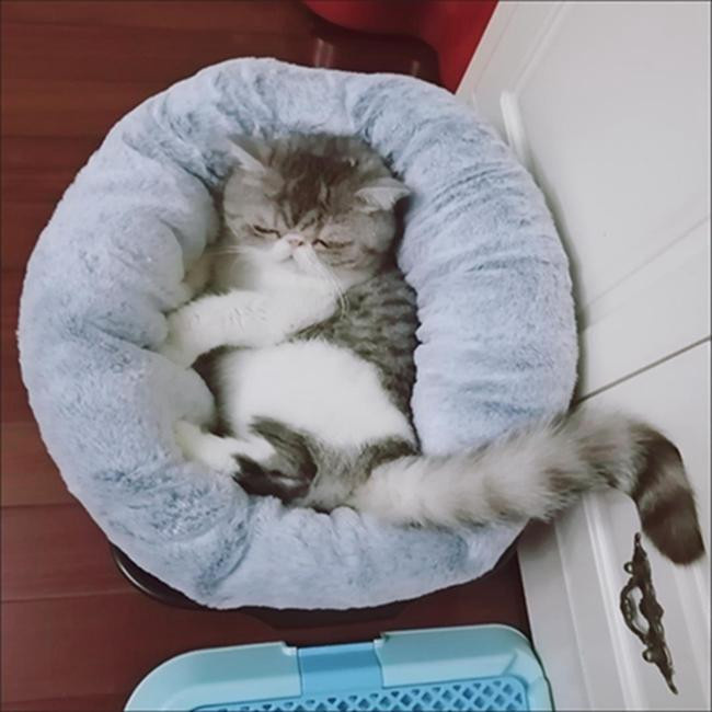 Weiches Höhlenbett für Katzen und Hunde aus Bio-Baumwolle und Plüsch-Sherpa in Grau mit rutschfester Unterseite - Bild 3