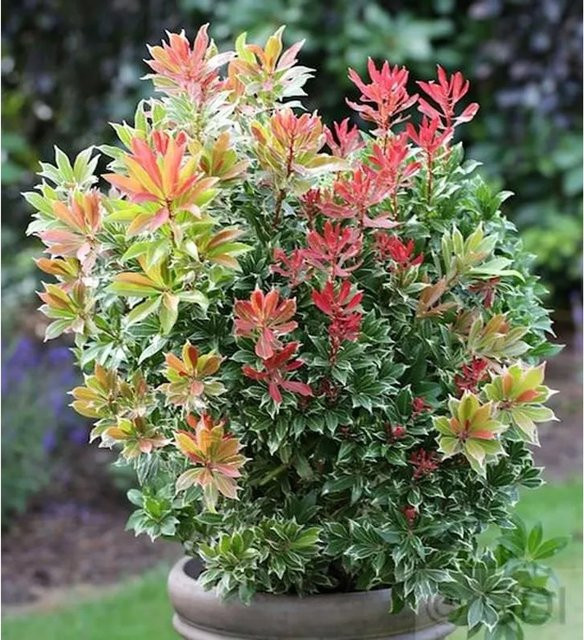 Pieris japonica Zwergstrauch Schattenglöckchen Carneval in Rot, Grün, Weiß und Mehrfarbig, Höhe: 20-25 cm - Bild 1