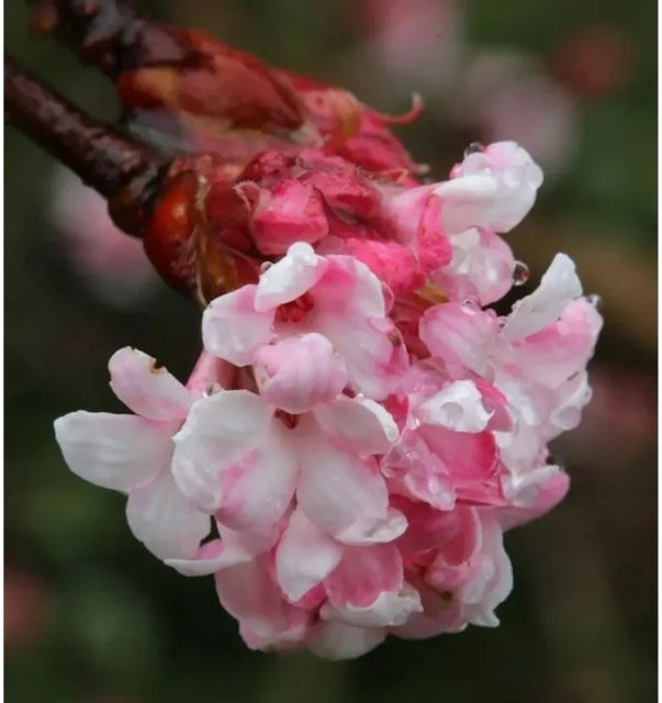 Viburnum bodnantense Winterschneeball Dawn in Pink und Weiß, Höhe: 60-80 cm - Bild 1