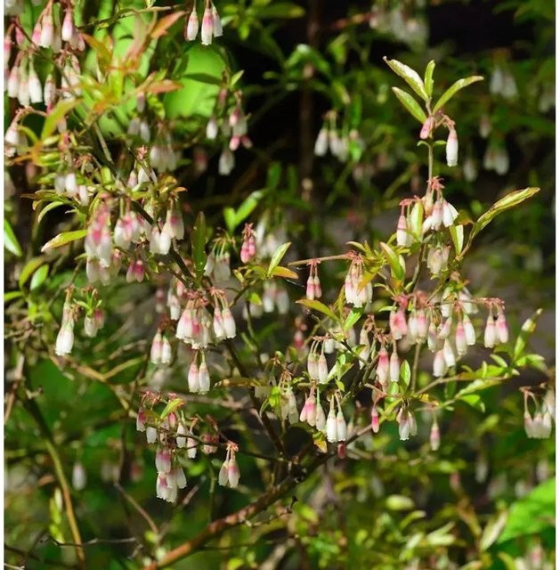 Zier-Heidelbeere Vaccinium glaucoalbum mit weißen und violetten Blüten, 15-20 cm - Bild 1